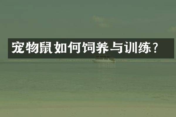 宠物鼠如何饲养与训练？