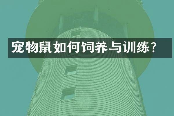 宠物鼠如何饲养与训练？
