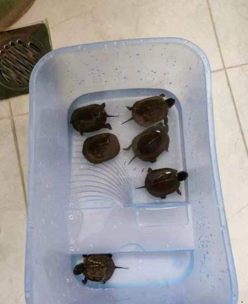 为什么不能养草龟