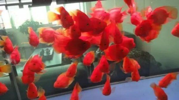 血鹦鹉鱼的正确养护方法