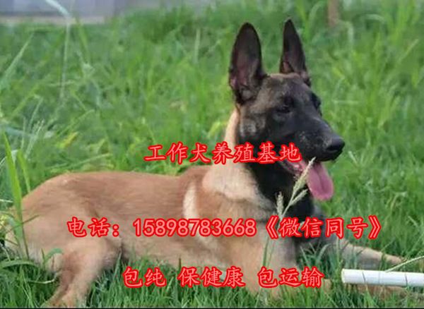 浙江省台州仙居县卡斯罗养殖基地