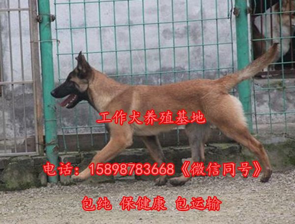浙江省台州仙居县卡斯罗养殖基地