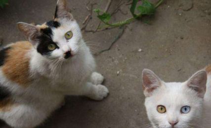 土猫可以吃猫粮么