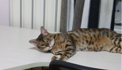 土猫可以吃猫粮么