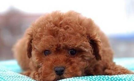 狗狗可以吃猫罐头吗