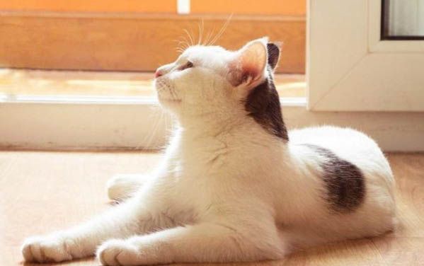 猫咪四个月大吃多少罐头