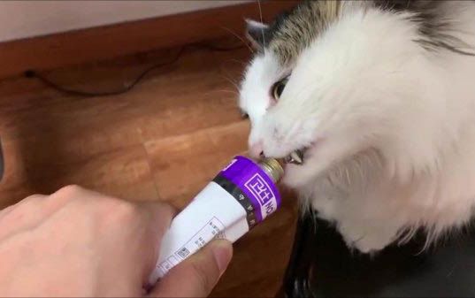 猫天天吃猫罐头的后果
