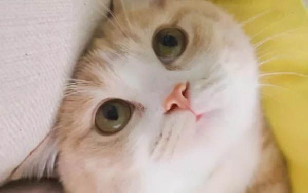 猫能吃狗罐头吗