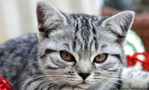 六个月的猫吃什么罐头