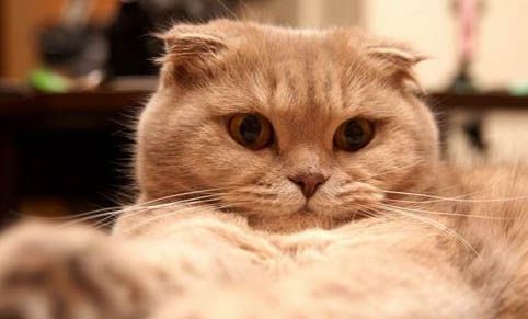 猫零食罐头多久可以喂完