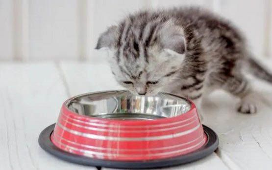 小猫只吃罐头怎么办