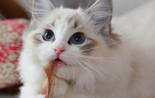 被猫咬伤出血要打针吗