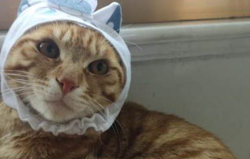 猫瘟初期治愈率多少
