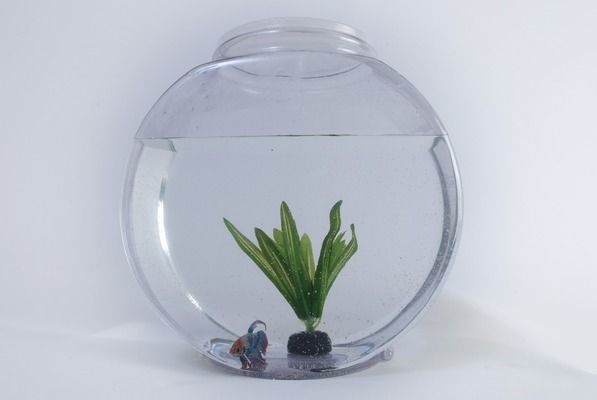 热带鱼缸造景做法大全视频，热带鱼缸造景水草养护技巧 鱼缸百科 第4张