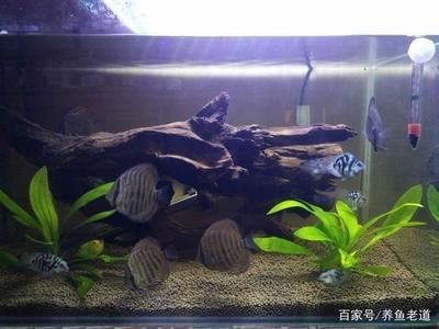 贵族鱼缸养护技巧：热带观赏鱼的养护和造景的技巧：如何打造豪华鱼缸 鱼缸百科 第1张