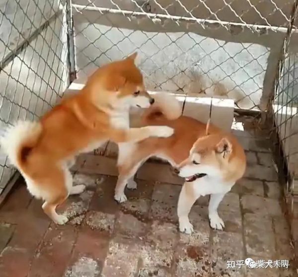 小狗训练视频教程_小狗训练方法与技巧_训练小狗