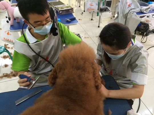 小狗训练方法与技巧_训练小狗_小狗训练视频教程