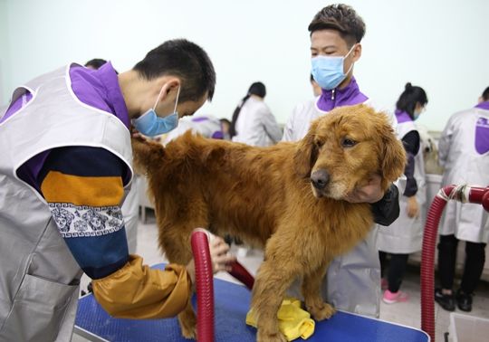 训练小狗_小狗训练视频教程_小狗训练方法与技巧