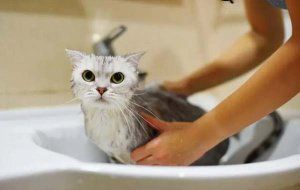 猫咪干洗怎么洗