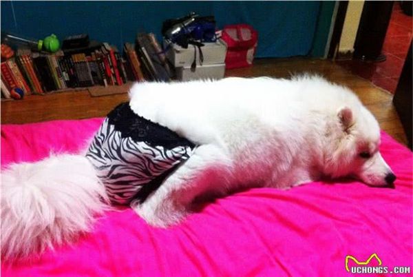 宠物猫宠物狗也会月经出血吗？它们如何处理呢？