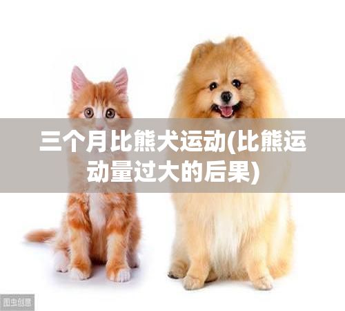 三个月比熊犬运动(比熊运动量过大的后果)