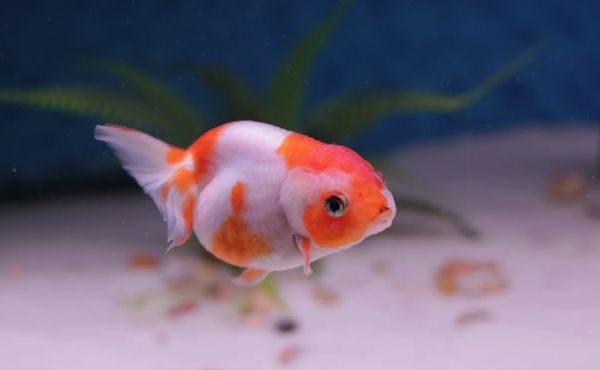 养金鱼常见的病有哪些？如何防治？