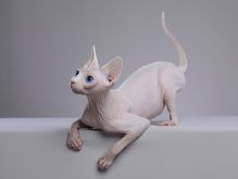 <strong>无毛猫为什么没有毛？</strong>