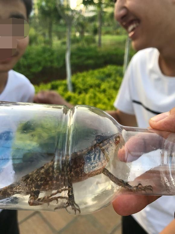 毕竟自己不会养，乱养反而会伤害到这个小家伙