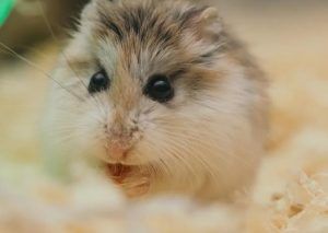 宠物老鼠