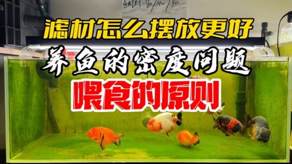 滤材怎么摆放更好，养鱼的密度，喂食的原则