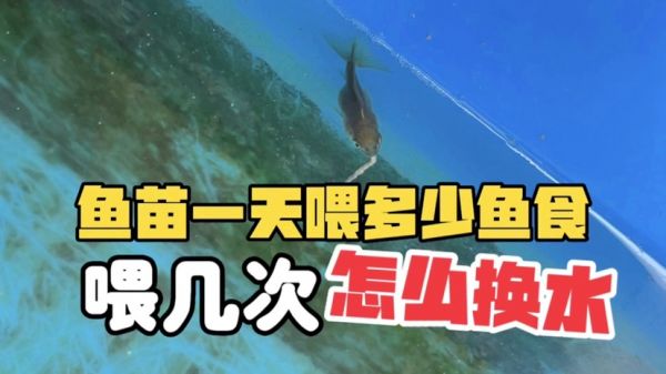 兰寿泰狮鱼苗一天喂多少鱼食，喂几次，几天换一次水