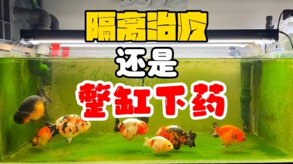 鱼生病了，该隔离治疗还是整缸处理