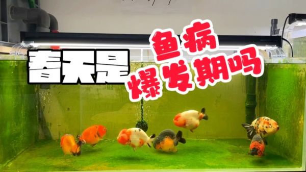 春天真的是鱼病爆发期吗，你给鱼杀菌杀虫了吗