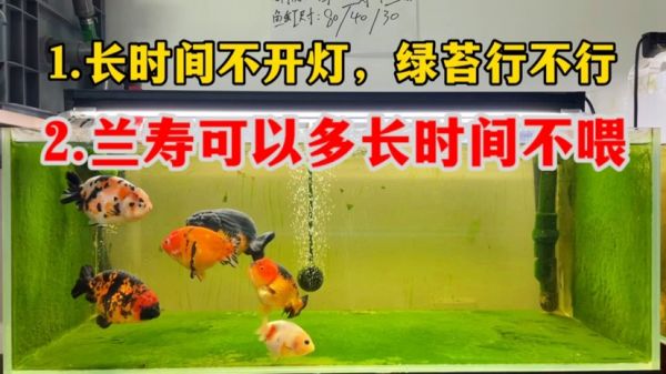 兰寿包括鱼苗可以多长时间不喂，长时间不开灯绿苔行不行