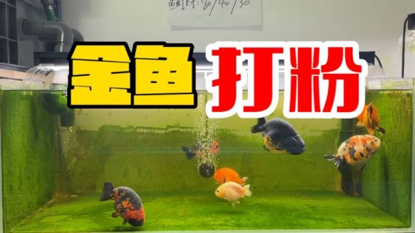 金鱼打粉是什么，怎么形成的，如何处理