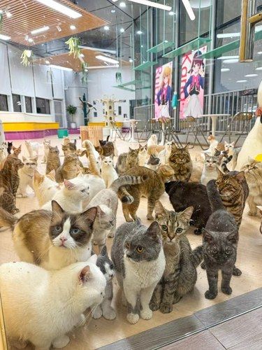 以前的猫咖都白去了！！！！