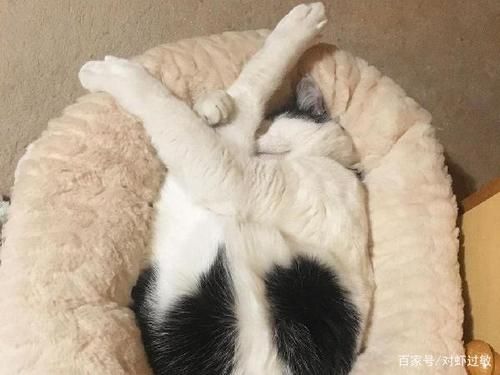 小猫怎么有趣