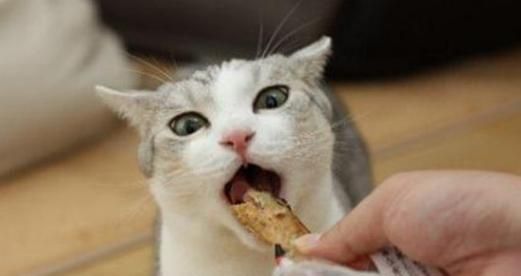 猫咪能否吃生鸡肉（宠物饮食的正确姿势）