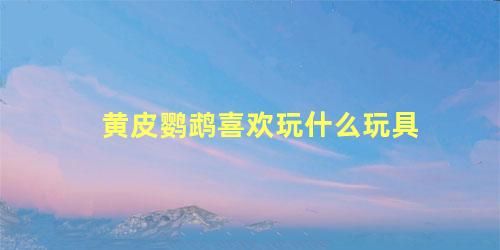 黄皮鹦鹉喜欢玩什么玩具