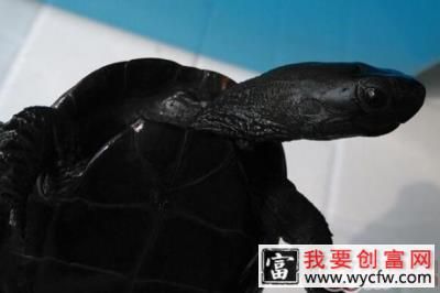 墨龟详解