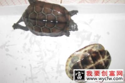 墨龟详解