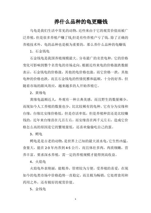 养什么品种的龟更赚钱