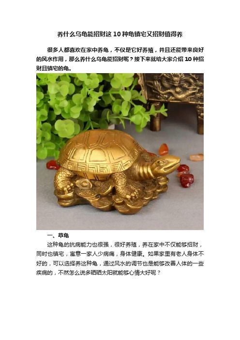 养什么乌龟能招财这10种龟镇宅又招财值得养
