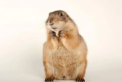 <strong>marmot美鼠和国鼠的区别</strong>