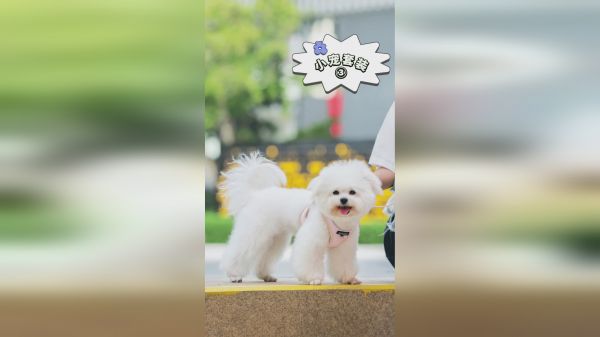 多尼斯粉色系宠物用品，女生的最爱，和主子完美搭配！