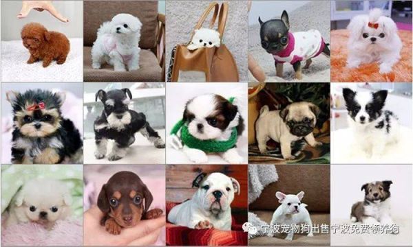 打造完美宠物生活，萌宠乐园宠物培训的全方位指南