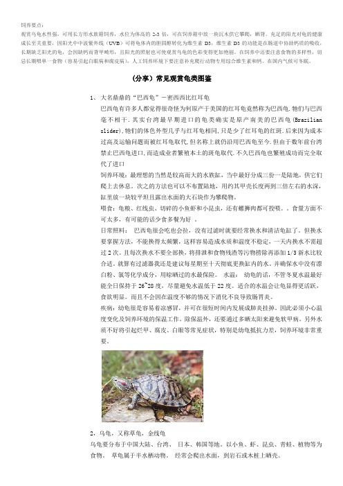 乌龟饲养要点