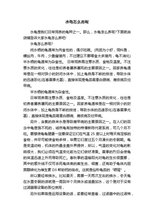 水龟怎么养呢