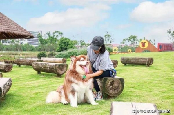 银川萌宠乐园咖啡，宠物与人类的美好交融