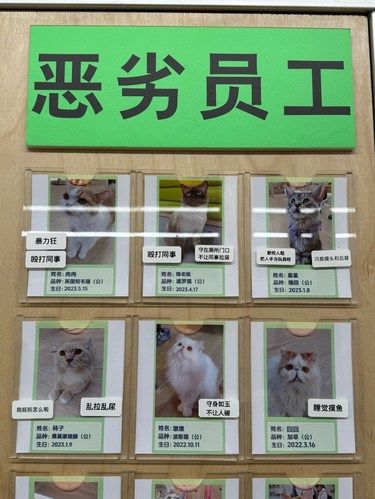 猫猫我啊被挂上墙啦！杭州这家猫狗咖真的很爱